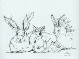 Jackalopes