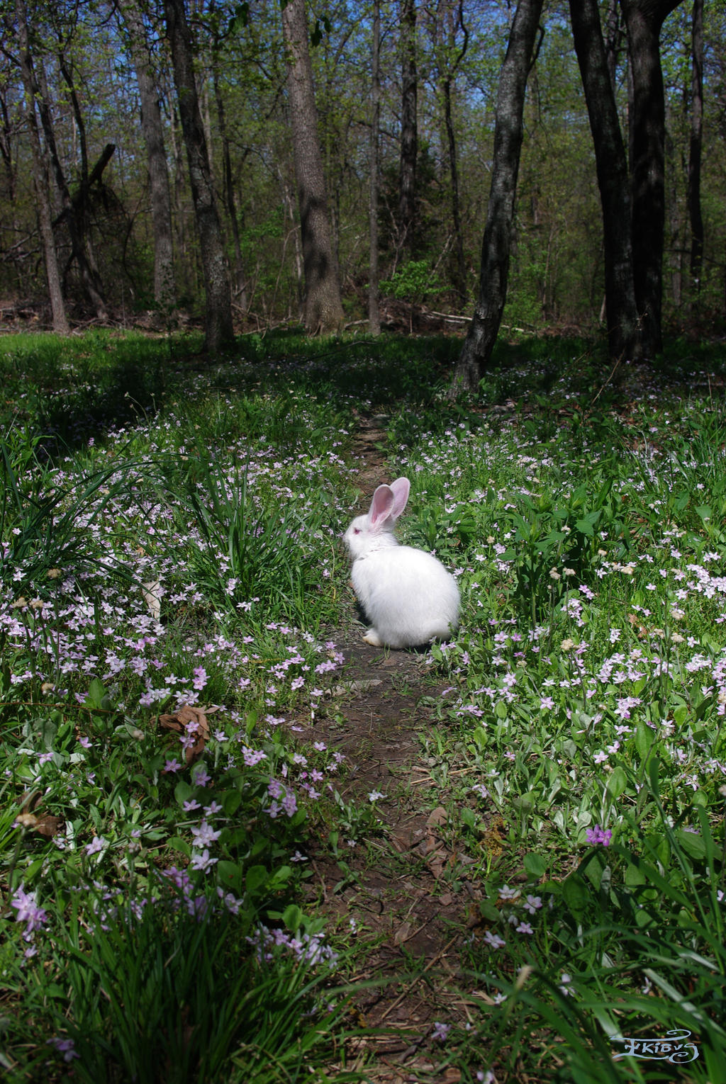 Here comes Peter Cottontail