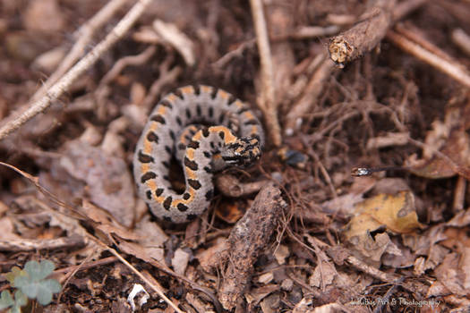 Baby Pygmy Rattlesnake