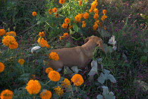 Beagle in Fall