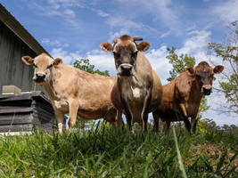 The Cows