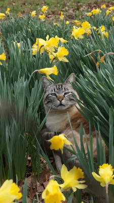 Ash of the daffs