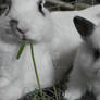 Bunny Love