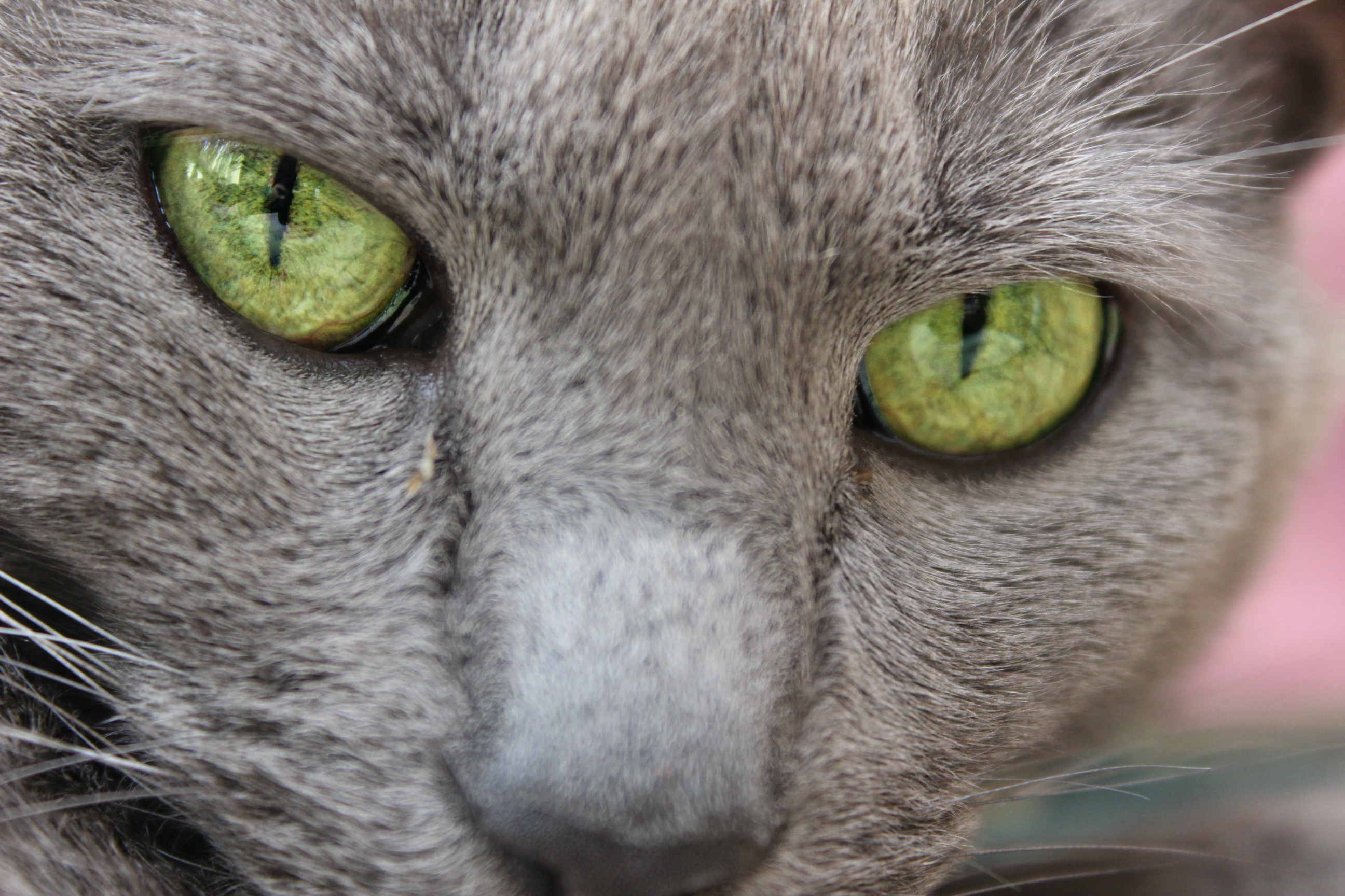 My Cats Eye