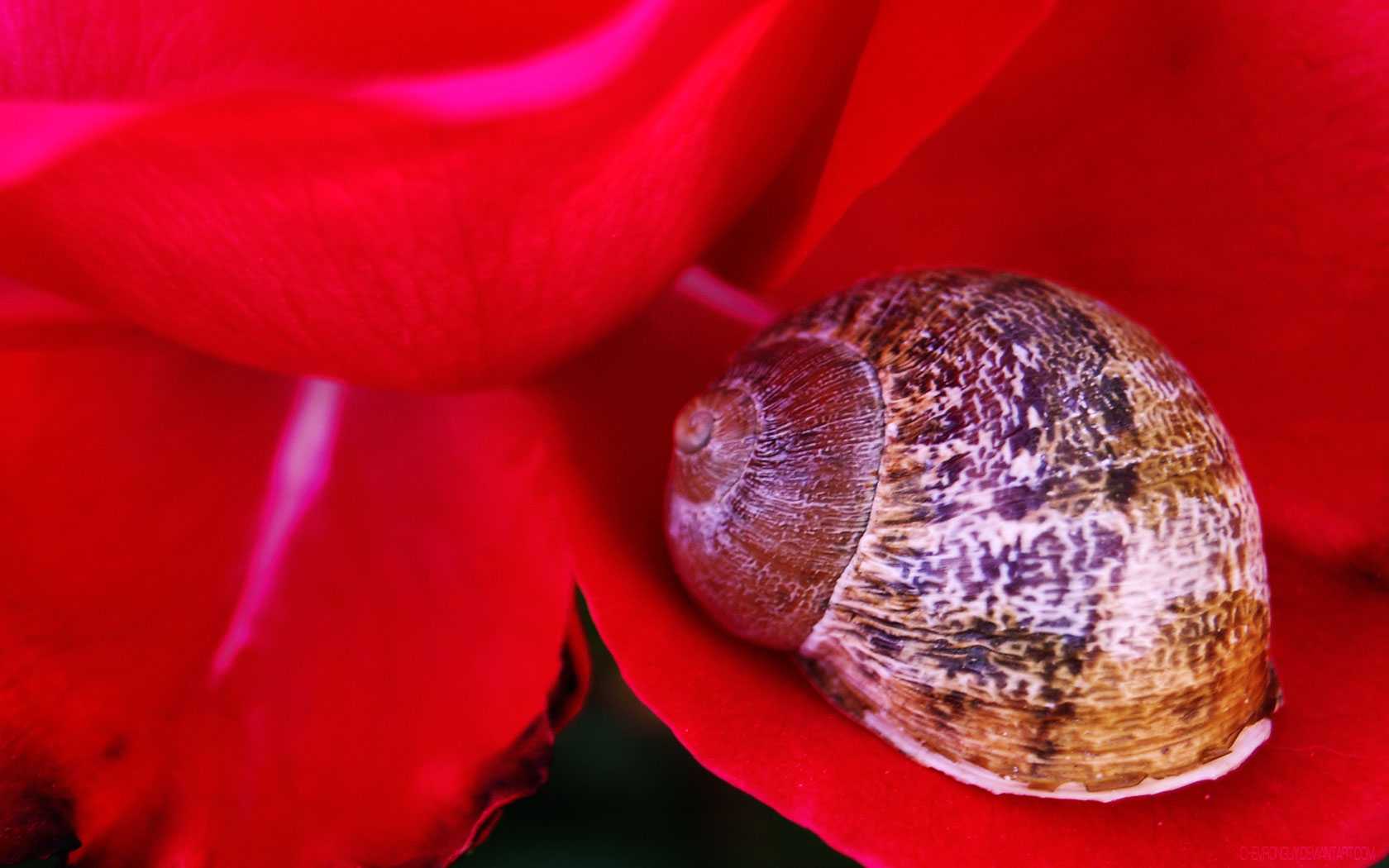 the rose and the shell