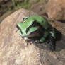 Cute Little Froggie