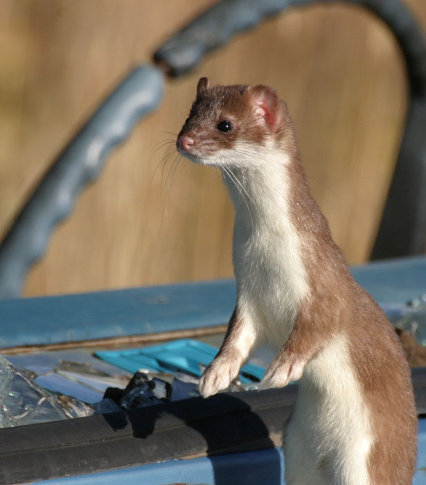 Weasel 1