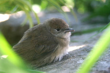 Redstart