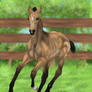 Foal