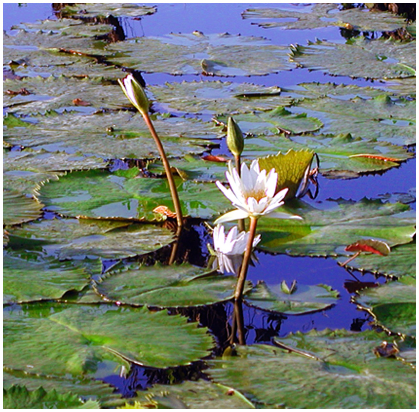 White water lily