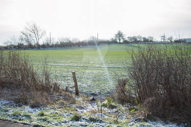 Winter Field 2