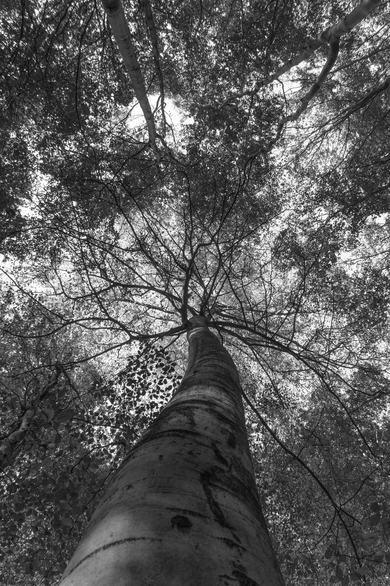 Shadowtree by msliman54 on DeviantArt