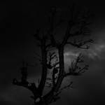 the apocalypse tree by PsycheAnamnesis