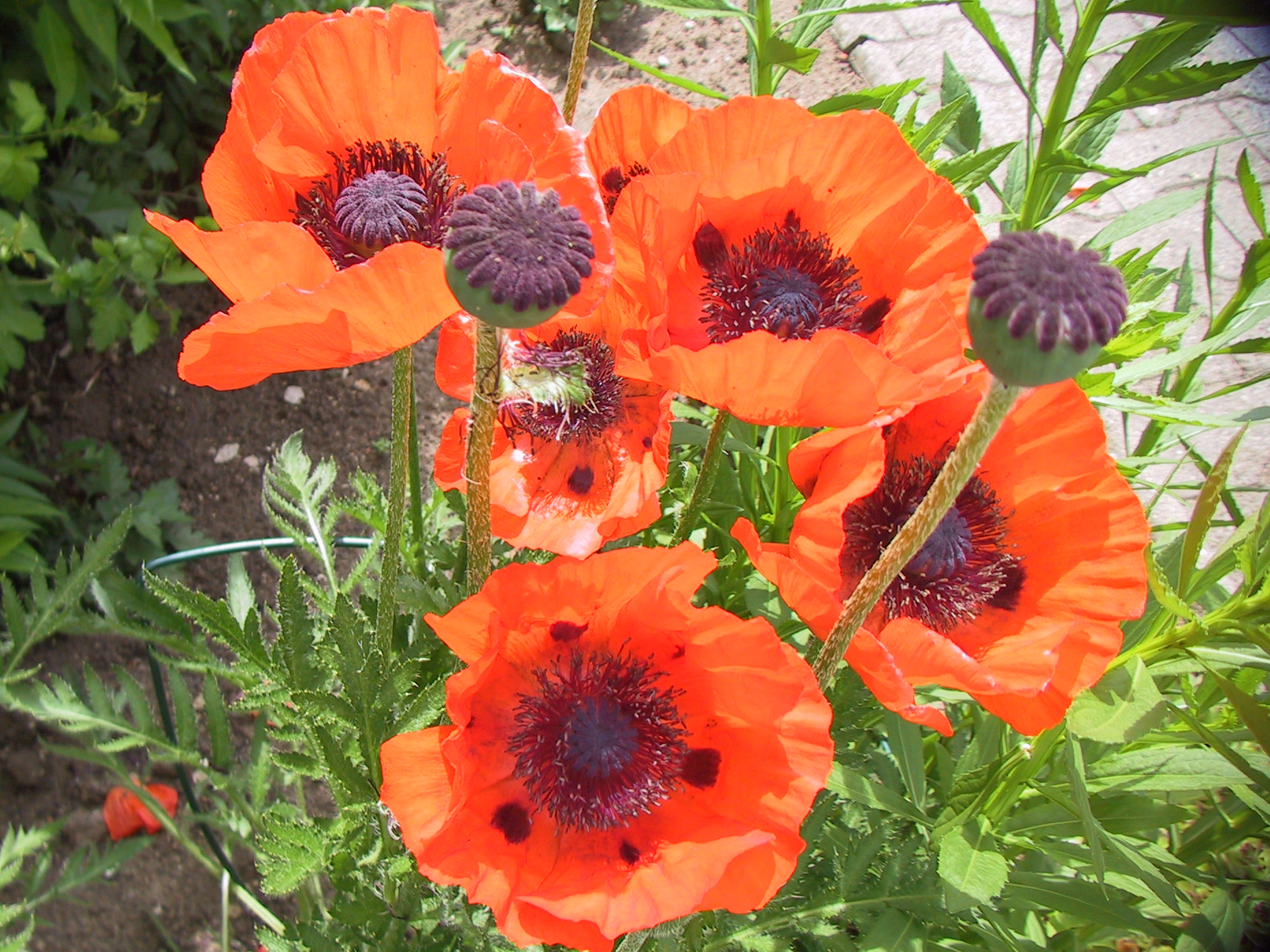 garden_poppy_2