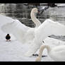 Swans II - Ready to Fly