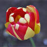 Tulip with a Heart