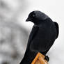 Bird Album- Jackdaw