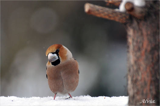 Bird Album- Hawfinch