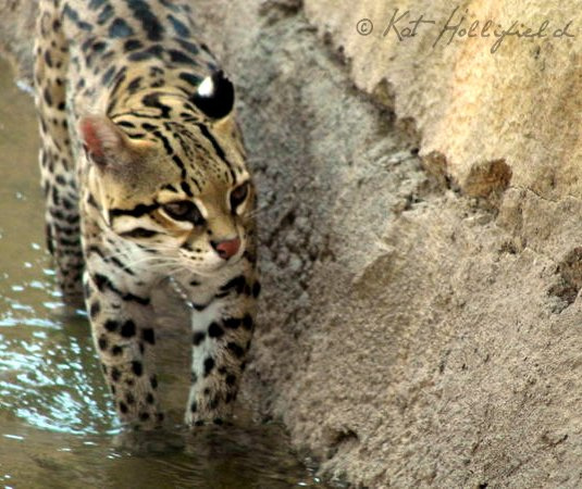 Ocelot