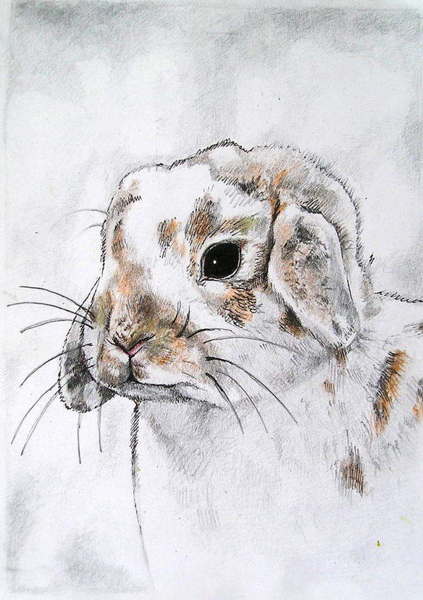 Deviantart Mini Rabbit Rabbit by nina07 on DeviantArt
