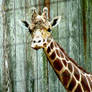 giraffe