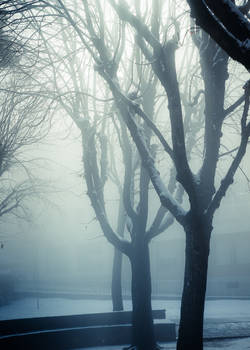 trees in fog