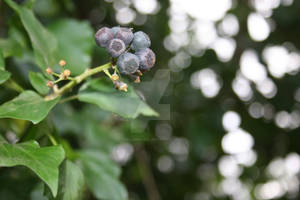 Berries