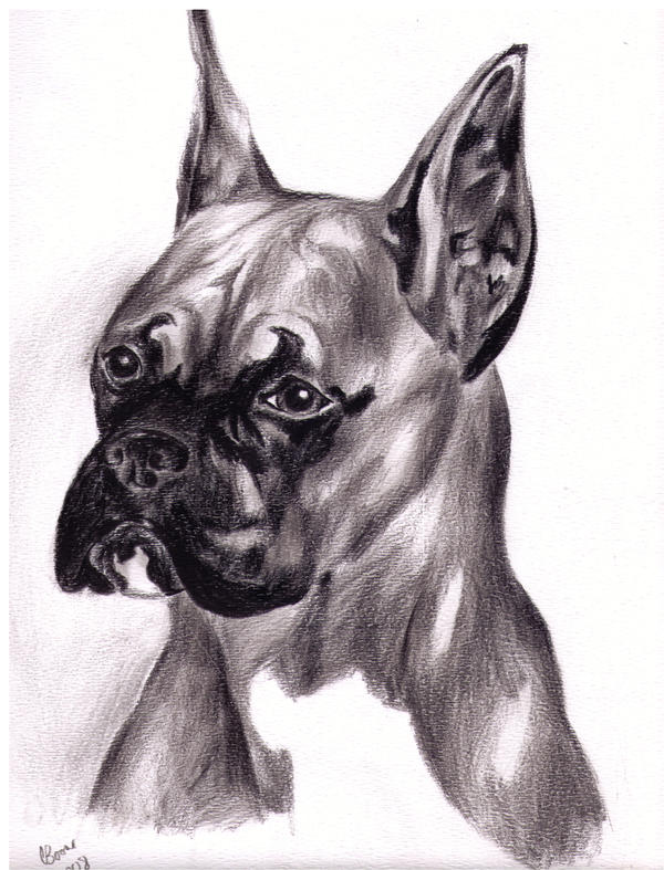 Deviantart Boxer Dog Boxer II by CapricornGoddessArt on DeviantArt