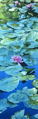 Water Lilies