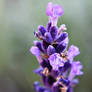 Purple Puff Flowers