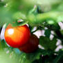 Cherry Tomato