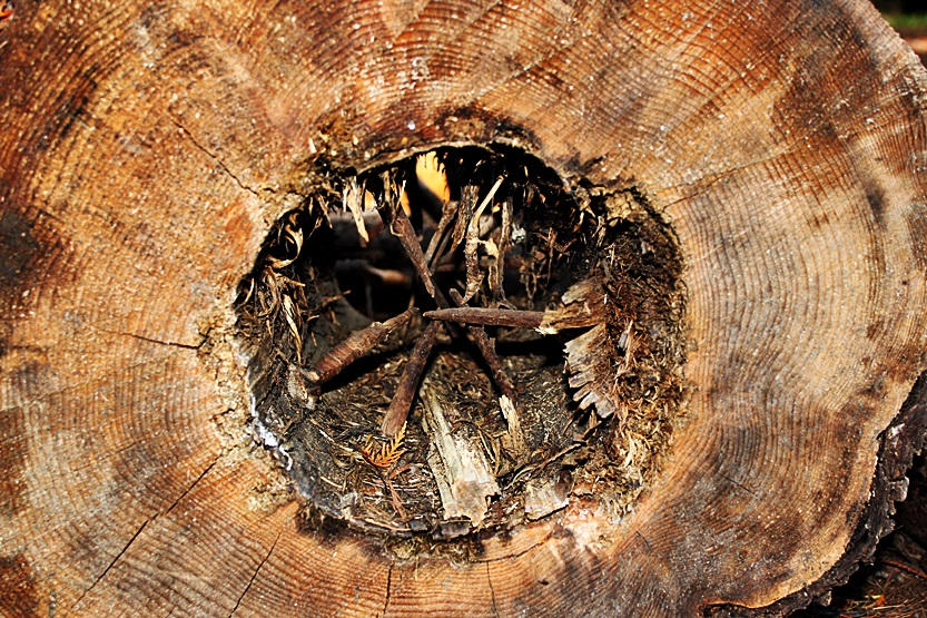 Tree Teeth by BrittsCreations on DeviantArt