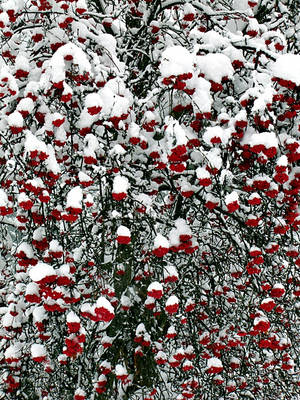 Snow Berries by BrittsCreations