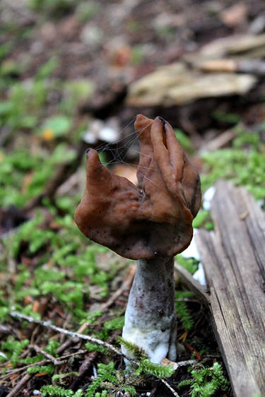 Mushroom Claw