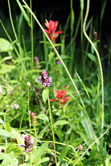 Wild Flowers