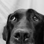 Thoughtful Labrador