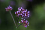 Dinky Lil Flowers by Lazystu