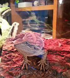 Bearded Dragon