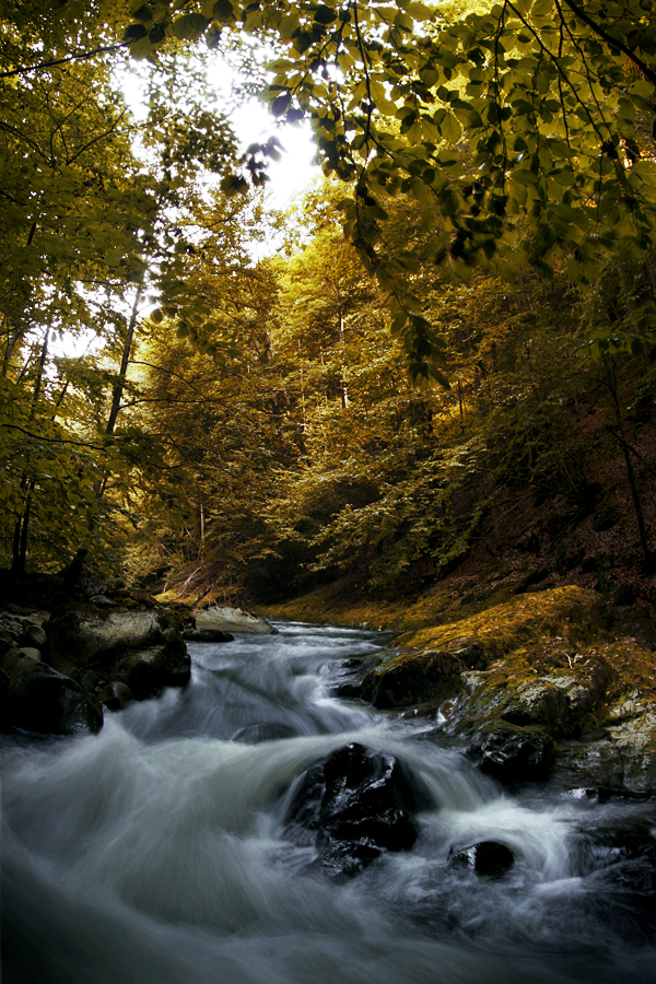 Bayerischer Wald II