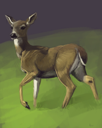 2 5 2013 Deer1hr Study