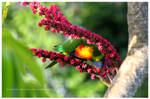 Rainbow lorikeet 02 by sharvani