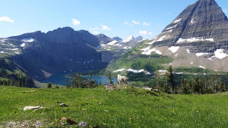 Mountain Goat at Hidden lake