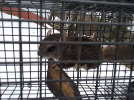 This flying squirrel was in my house somewhere...