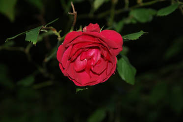 English Rose