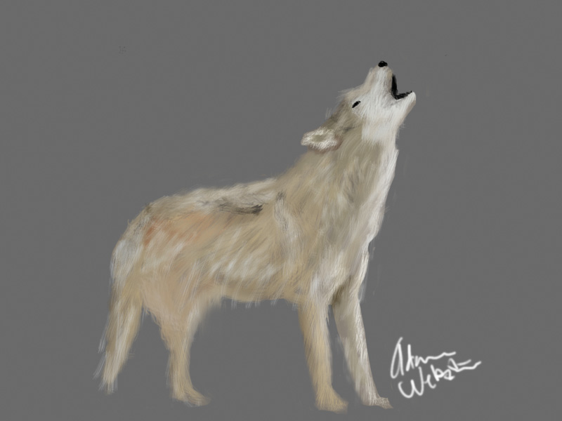 Wolf