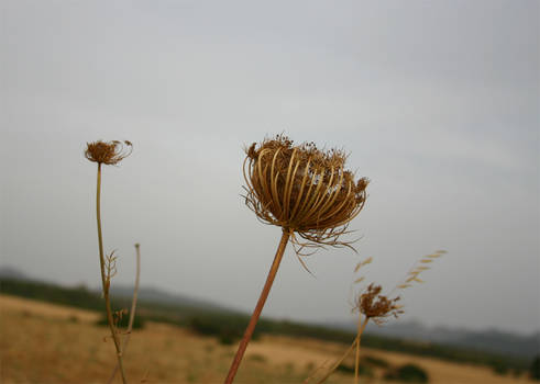 A field flower