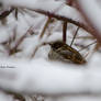 Bird in snow...