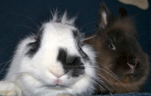 Disapproving rabbits by Bunnybonks on DeviantArt