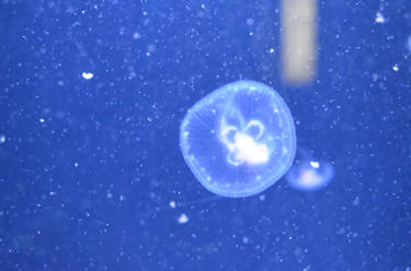 little jellyfish
