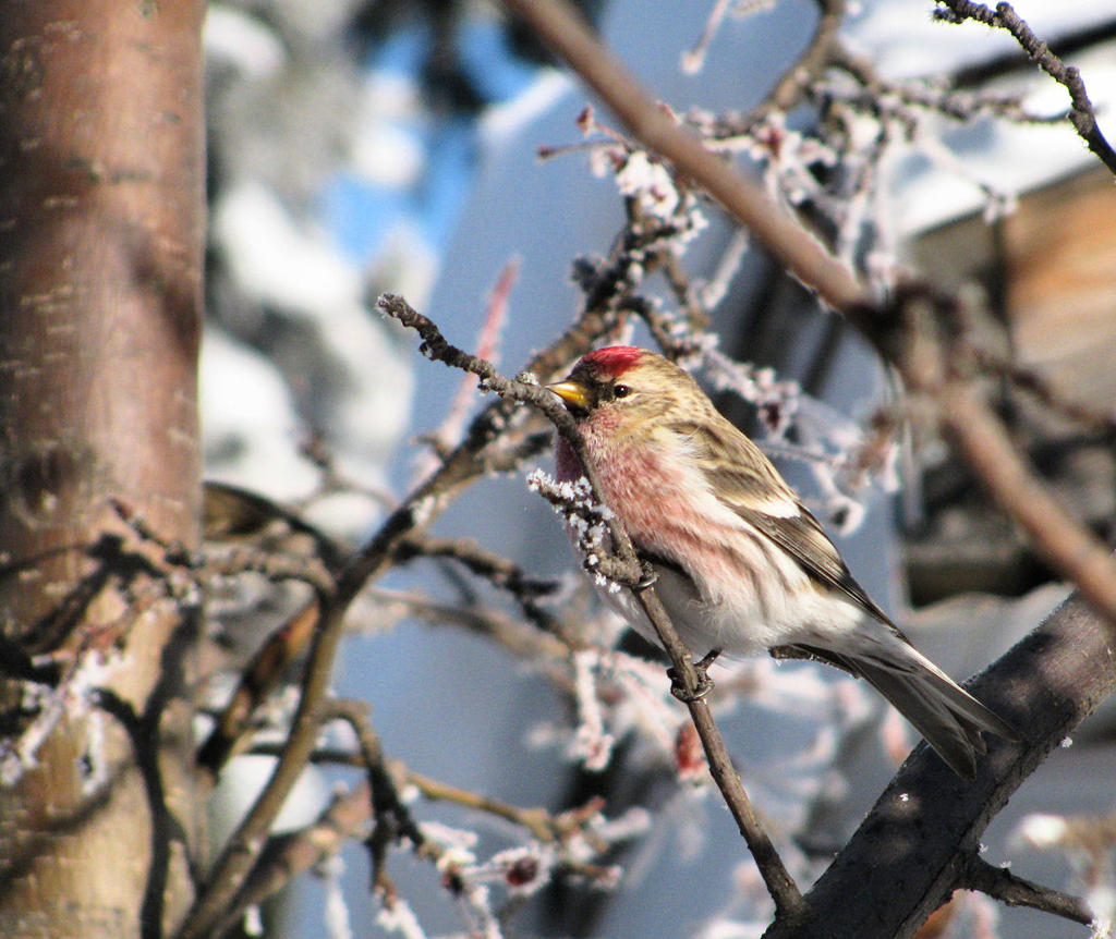 Redpoll